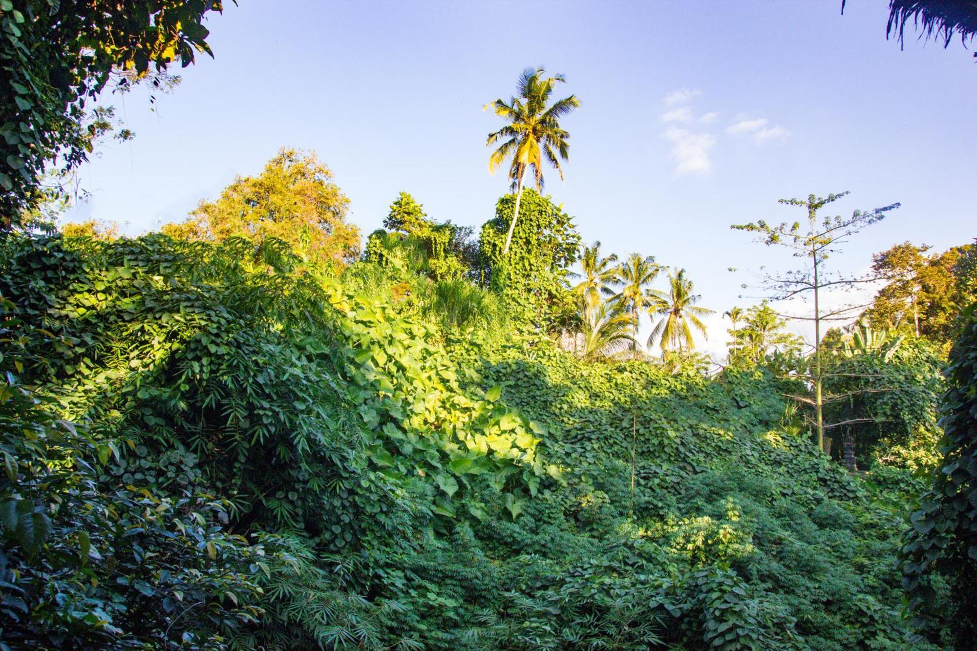 Parvati Retreat Villas Ubud  Exterior photo